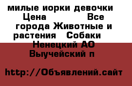 милые иорки девочки › Цена ­ 15 000 - Все города Животные и растения » Собаки   . Ненецкий АО,Выучейский п.